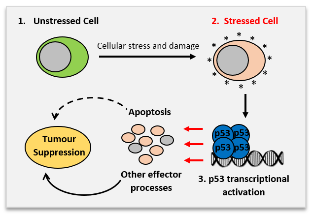 Activation of p53 pathway under different stress conditions