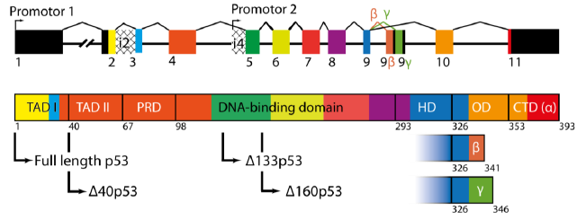 p53 protein domains and region of synthesis of its different isoforms