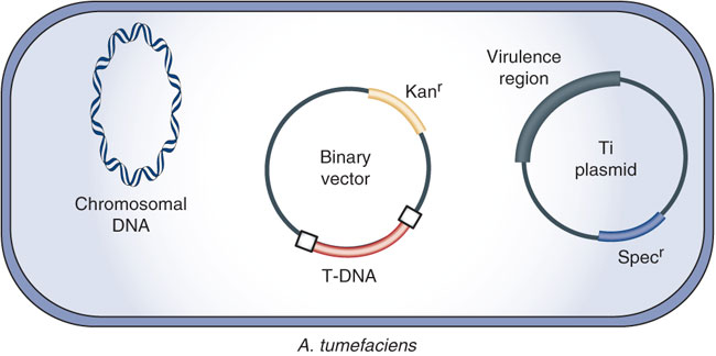 Binary Ti Plasmid vector