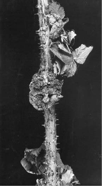Crown gall on blackberry cane. (Photograph courtesy of Dr. C.M.E. Garrett, East Malling Research Station)