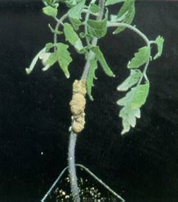 Diseased Tomato Plant