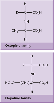 General structures of some opines