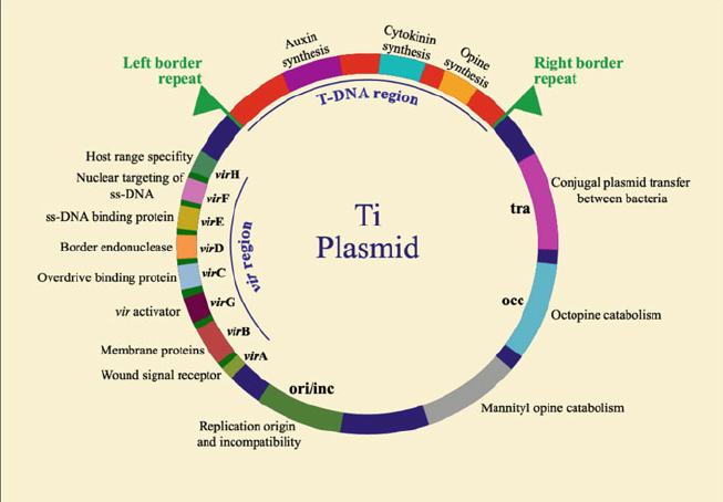 Schematic representation of a Ti plasmid