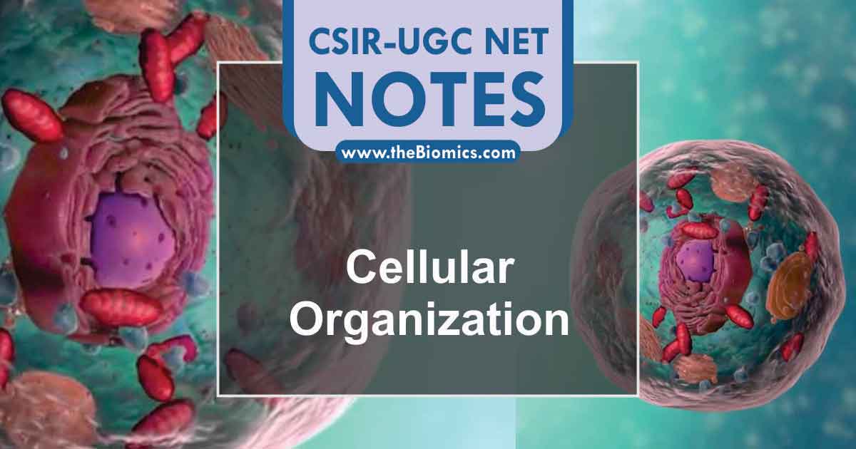 Notes in Cellular Organization