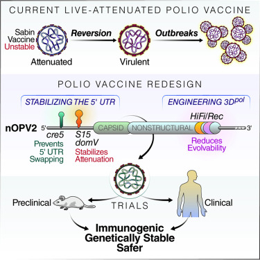 Current and Redesigned Polio Vaccines