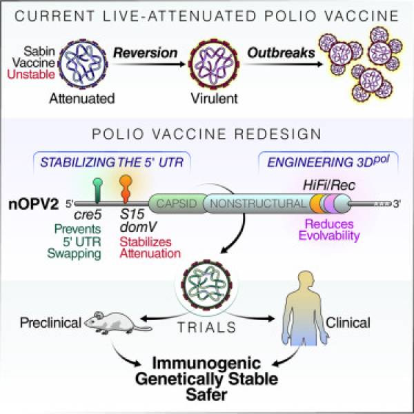 Current and Redesigned Polio Vaccine Flow