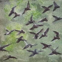 Charcoal Art Pigeon - Ecology
